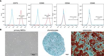 Therapeutic Effect of Rapamycin-Loaded Small Extracellular Vesicles Derived from Mesenchymal Stem Cells on Experimental Autoimmune Uveitis